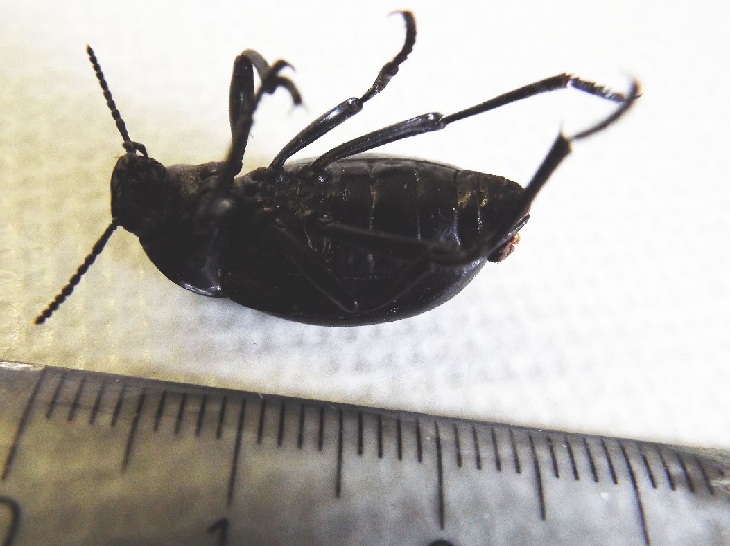 Tenebrionidae:  Blaps gibba